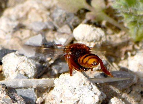 Nomada agrestis